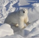 Чукотка: Беспилотники будут следить за белыми медведями