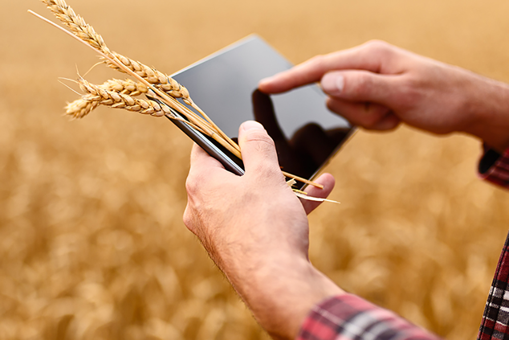 Цифровое сельское хозяйство повысит урожайность